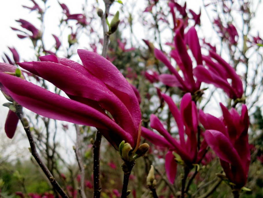 Магнолия кустовая