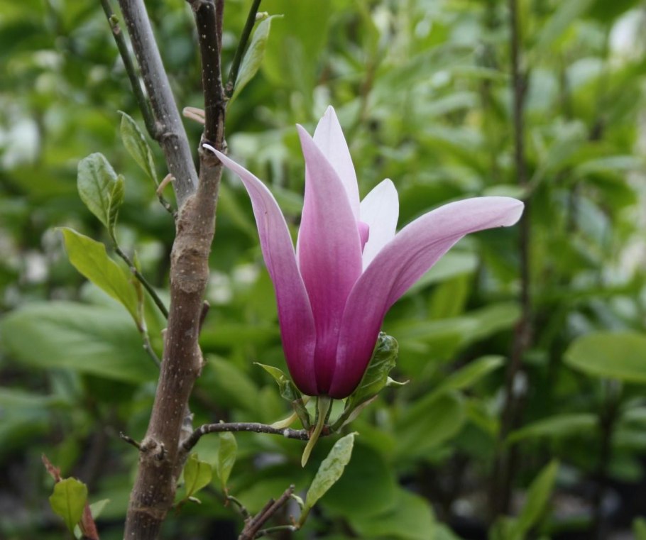 Магнолия Лилифлора Нигра