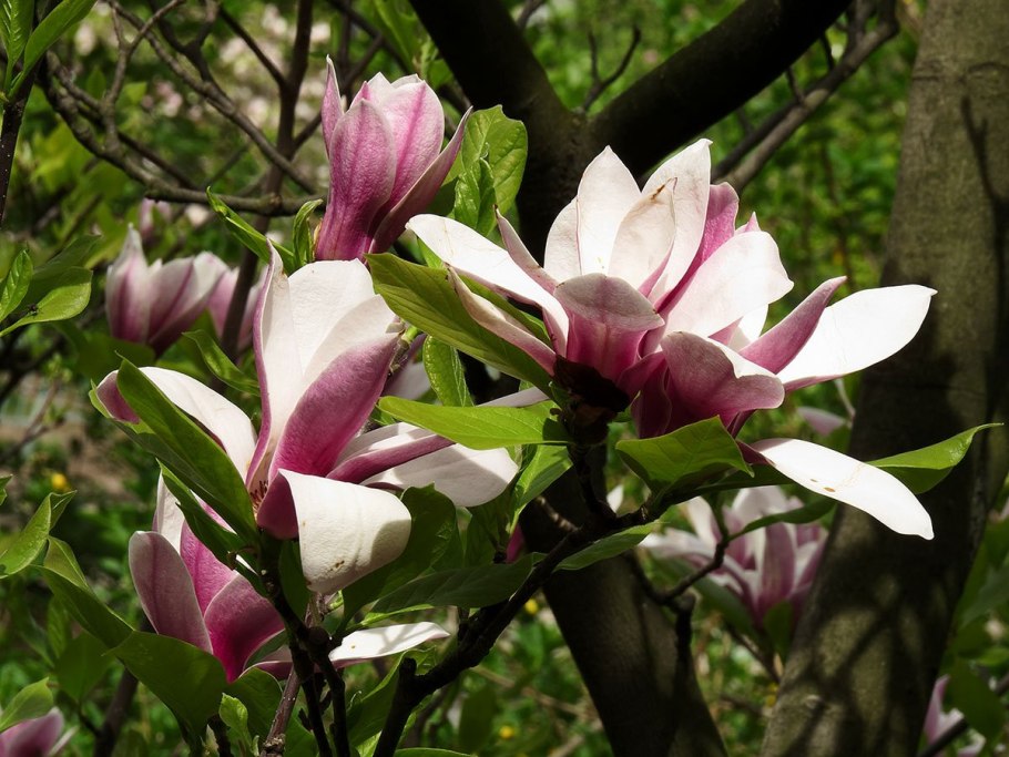 Магнолия Лилифлора