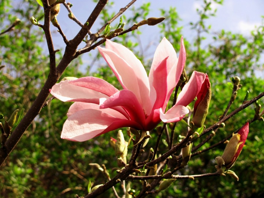 Магнолия лилиецветная Нигра