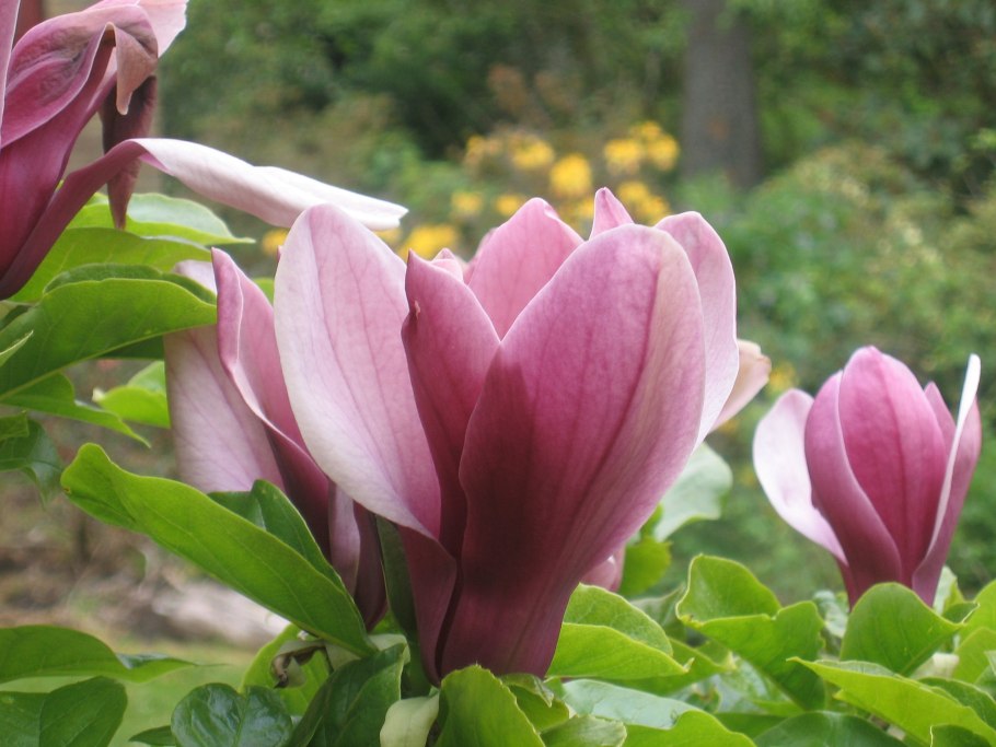 Магнолия Лилифлора Нигра