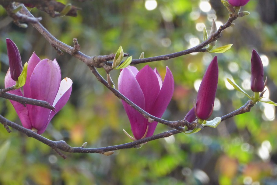 Магнолия Лилифлора