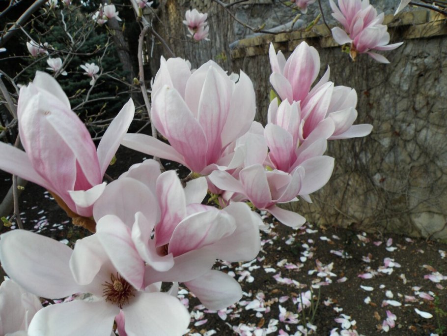 Магнолия лилиецветная nigra