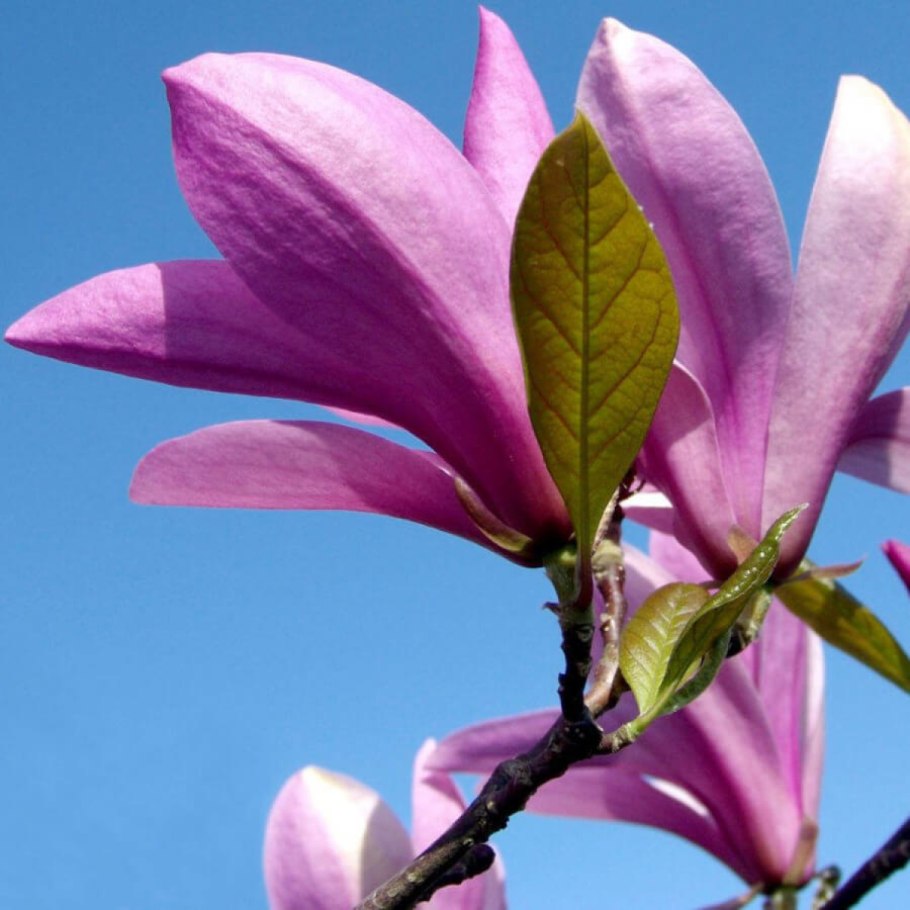 Магнолия лилиецветная Нигра