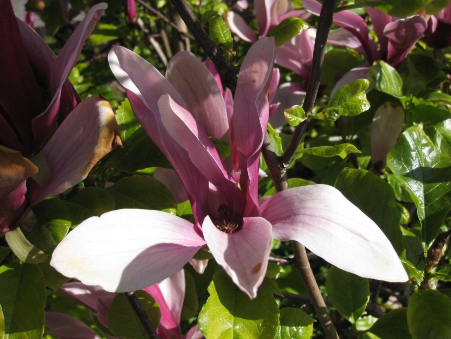 Магнолия лилиецветная nigra
