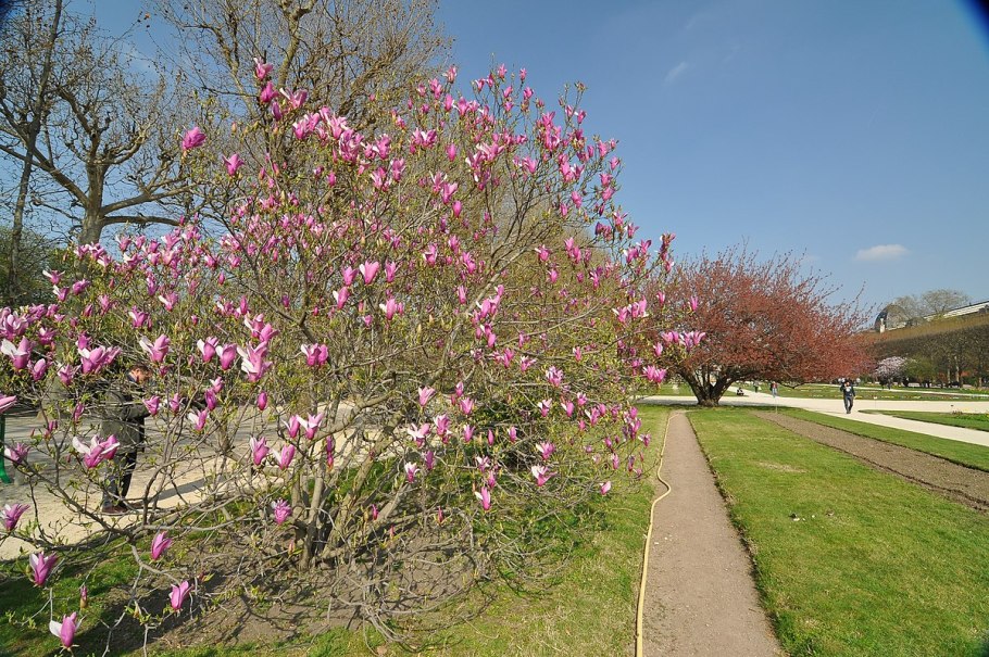 Магнолия лилиецветная Бетти