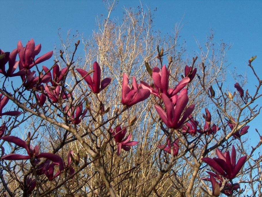 Магнолия лилиецветная Нигра