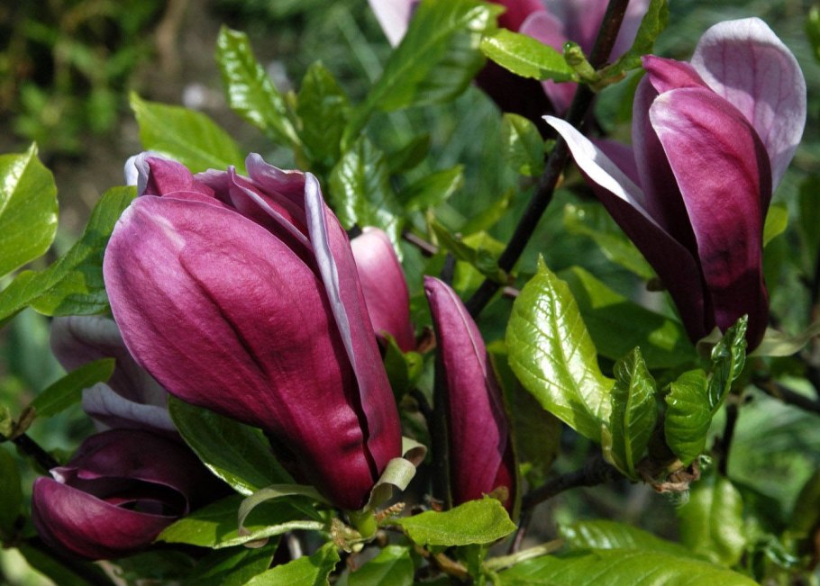 Магнолия орчид