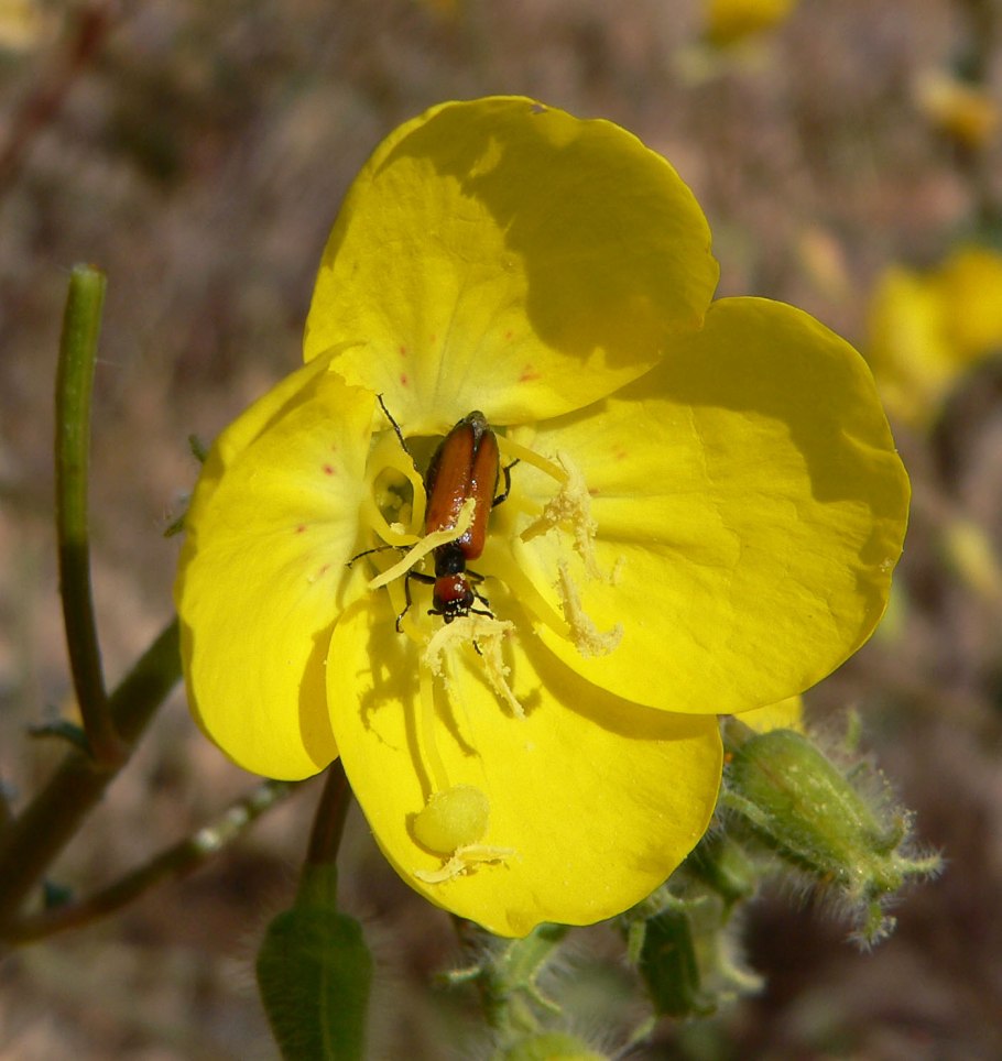Calystegia subacaulis