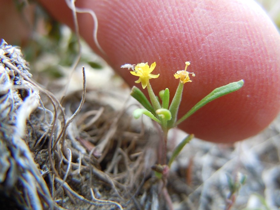 Агростофиллум бревипес Кинг & пантл