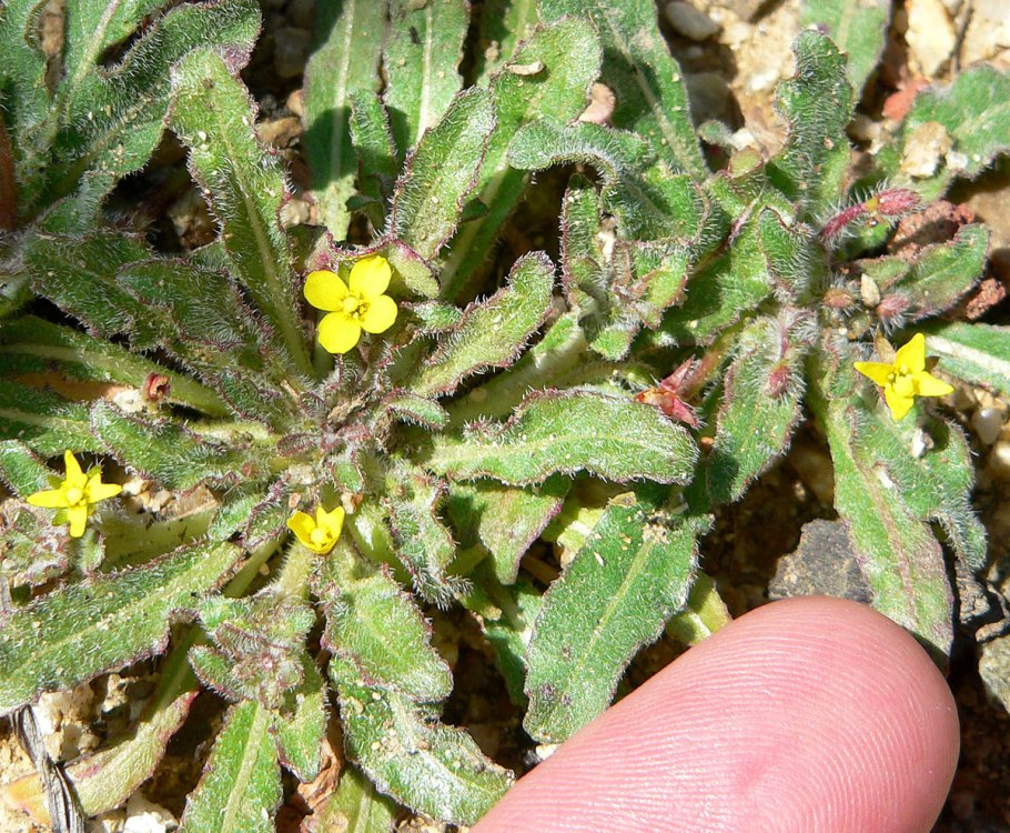 Капуста Полевая фото