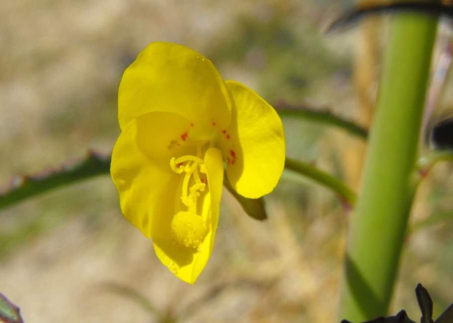 A very common Bell Shaped pale Yellow Flowers of early Spring