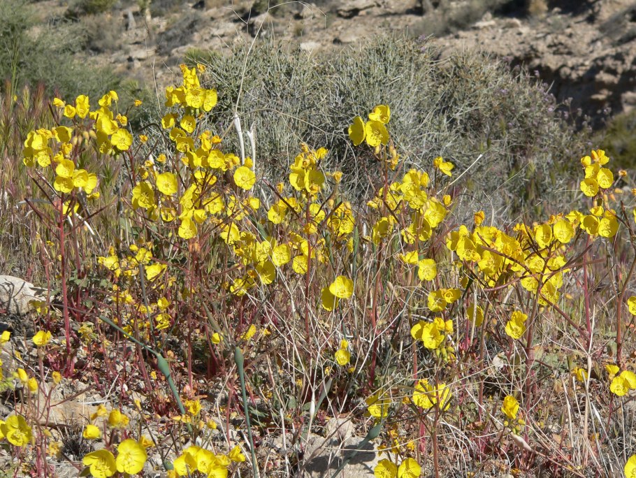 Двулепестник Альпийский