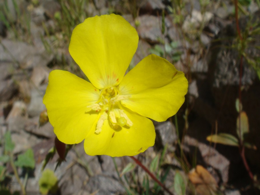 Lasthenia californica
