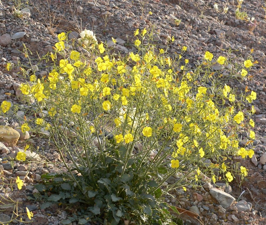 Veronica ovata Nakai subsp. Kiusiana