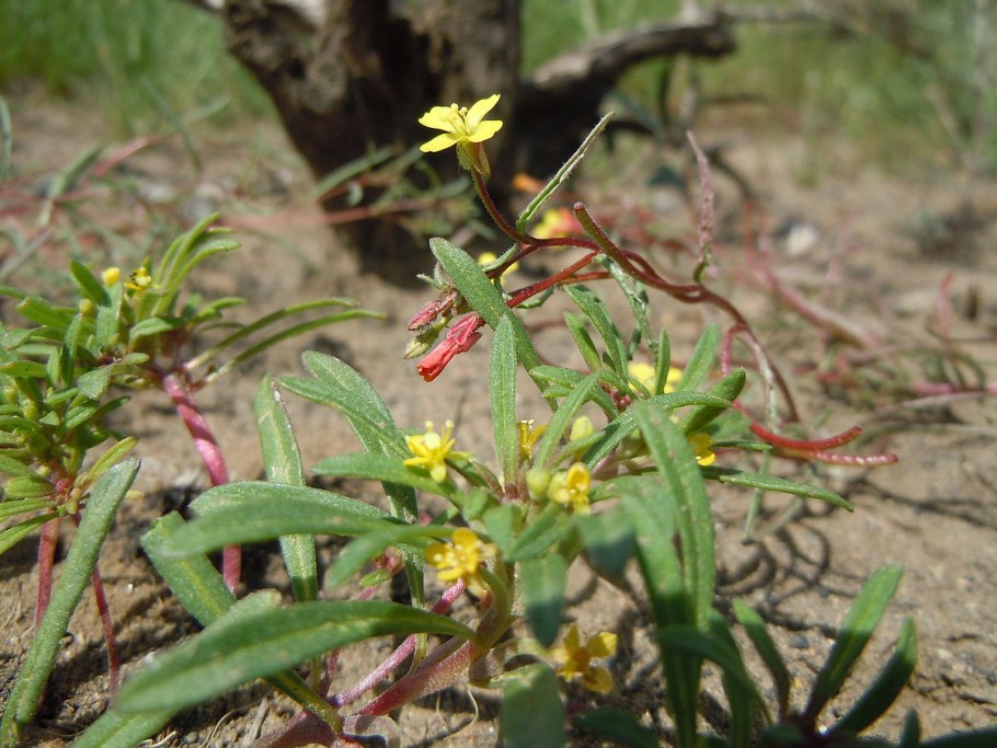Pteronarcys californica