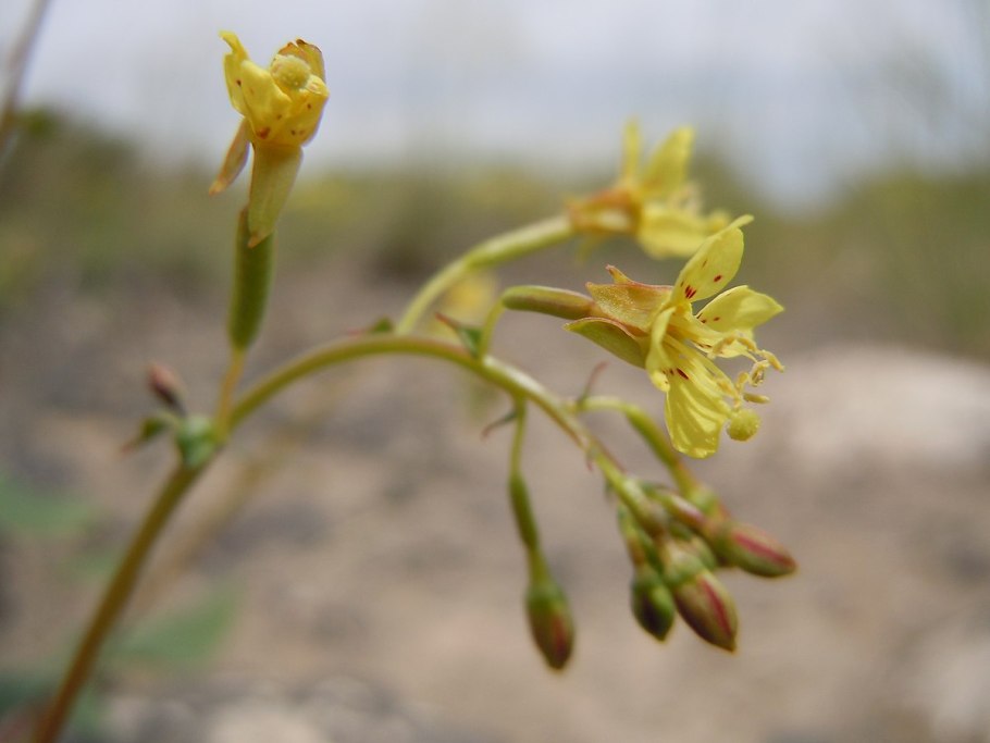 Гинецея цветок фото