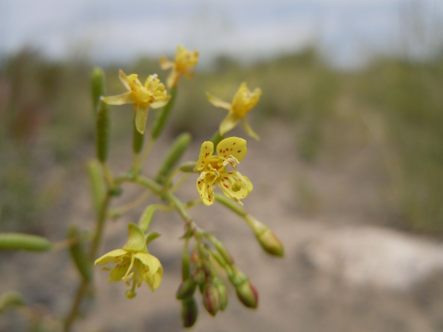 Камиссония цветок
