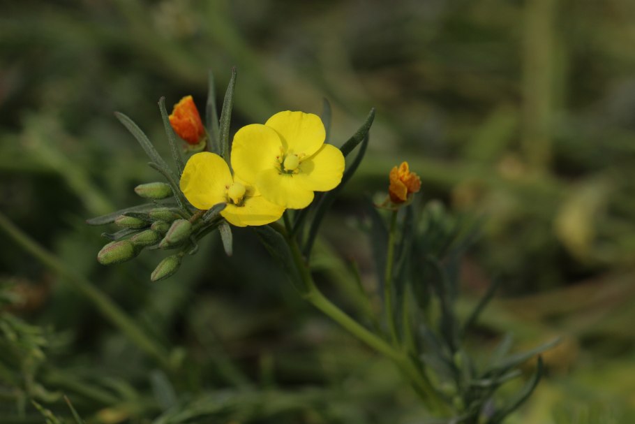 Пустыня Мохаве цветок призрак