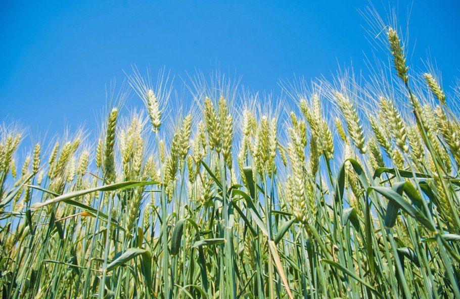 Овес безостый