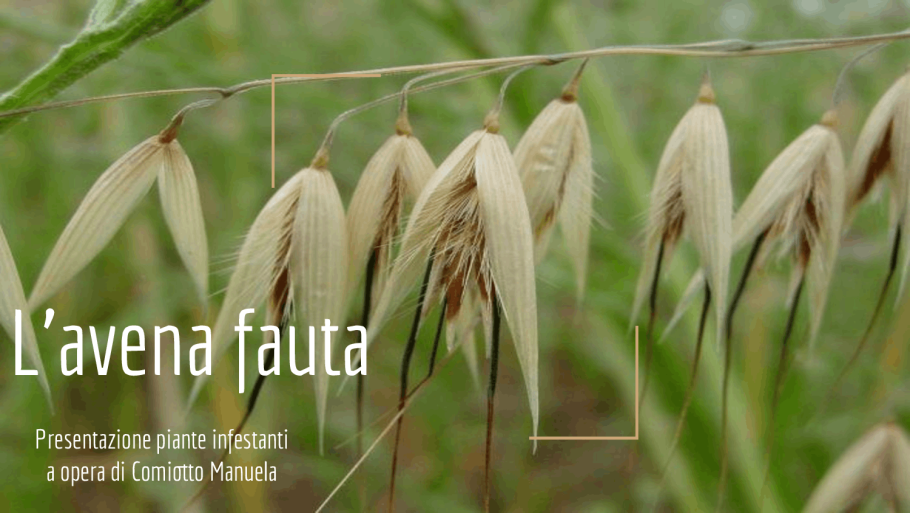 Овес посевной (Avena Sativa)