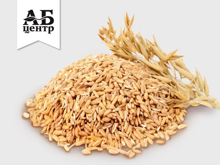 Овёс посевной семейство