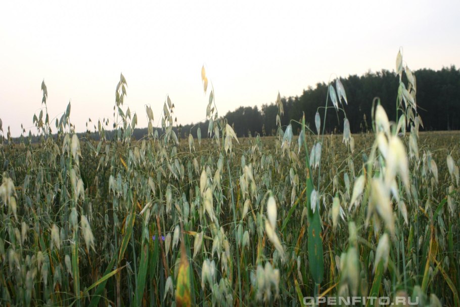 Восковая спелость овса