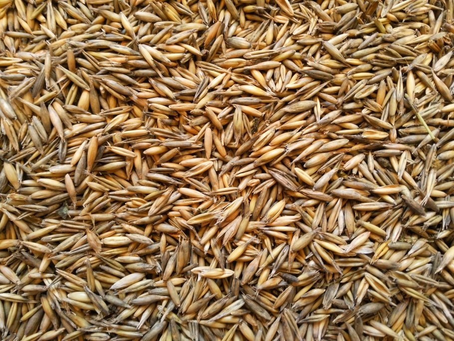 Заползаю в жито