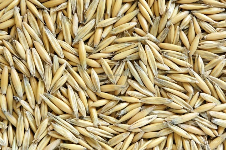 Овсюг в степи