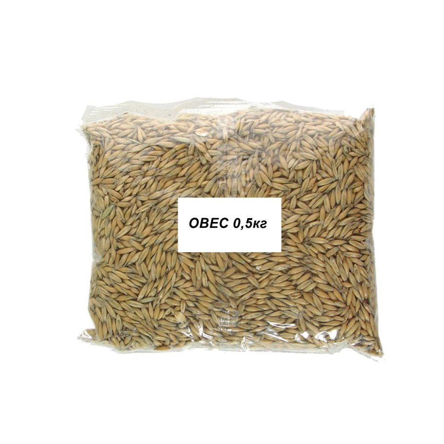 Овес 4 см в горшке