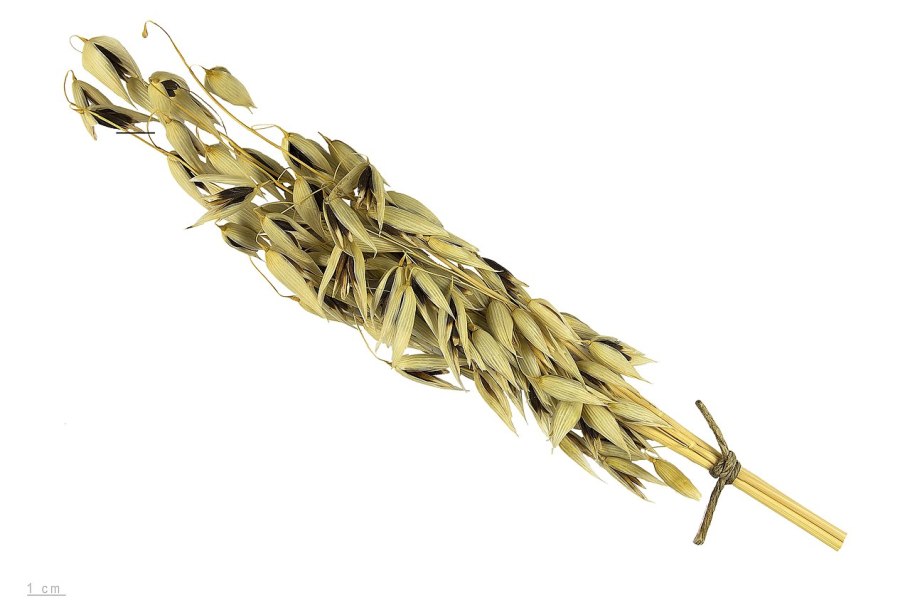 Овес посевной овес