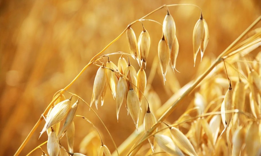 Сидерат семена смесь Вико-овсяная