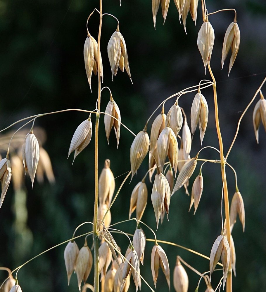 Овсюг обыкновенный