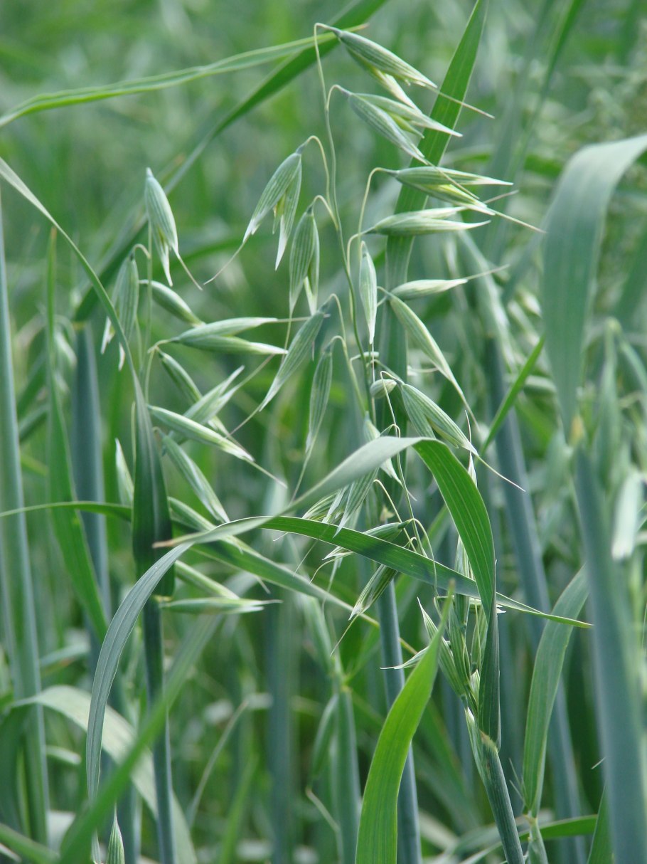 Овес продукты