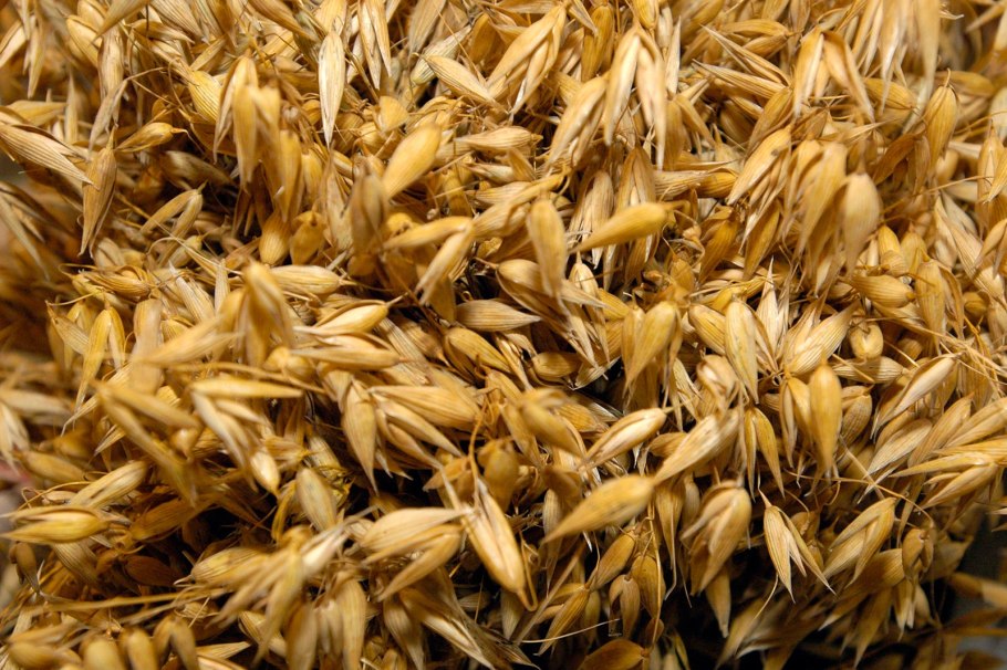 Микрозелень овес