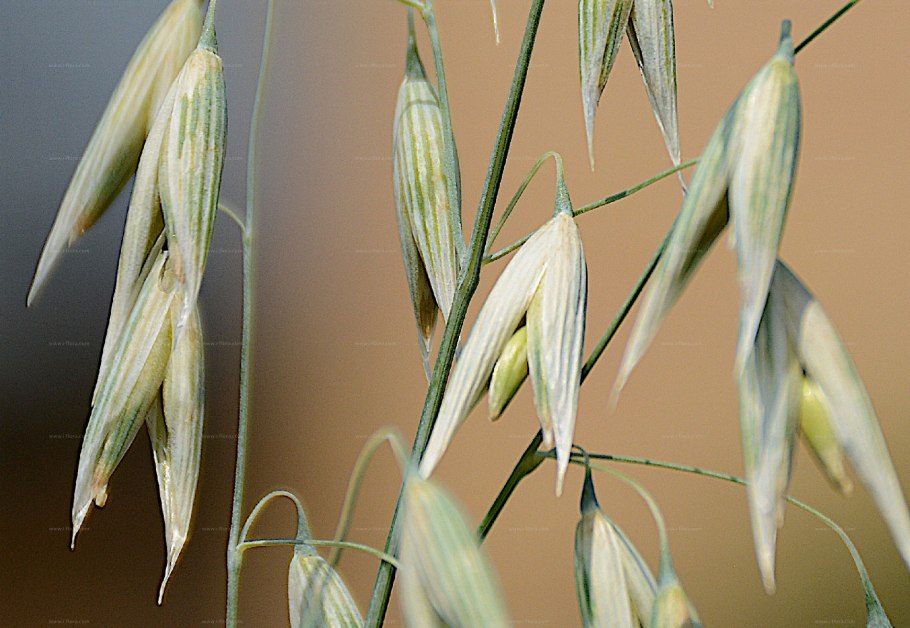 Овсюг полевой