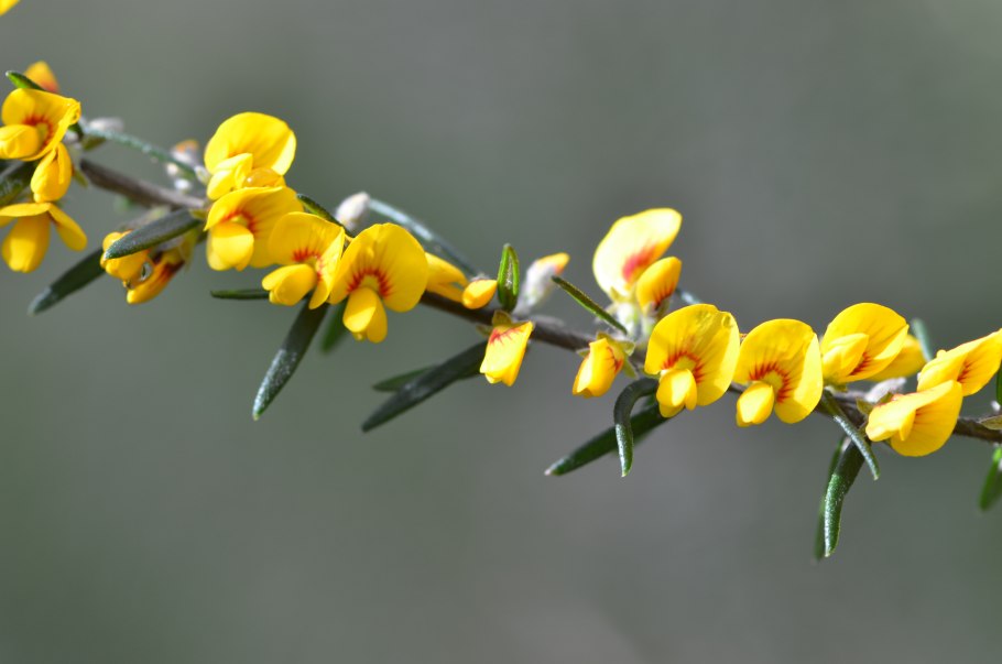 Карбюратор leader pz19jb