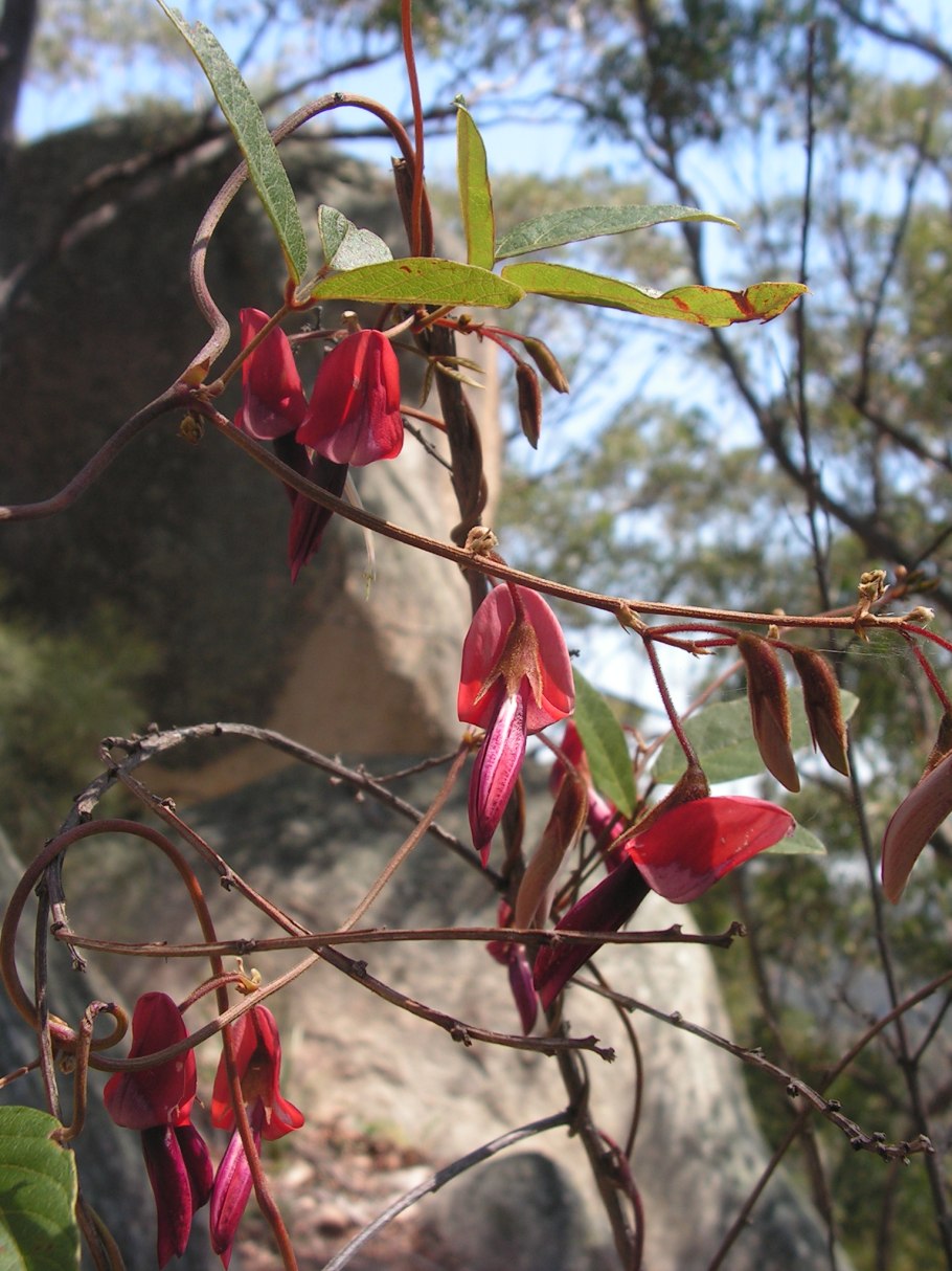 Hardenbergia violacea 'Alba' (Гарденбергия)