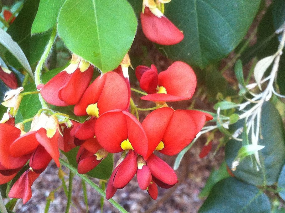 Кеннедия крупнолистная