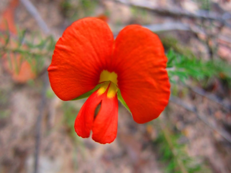 Кеннедия нортклиффска