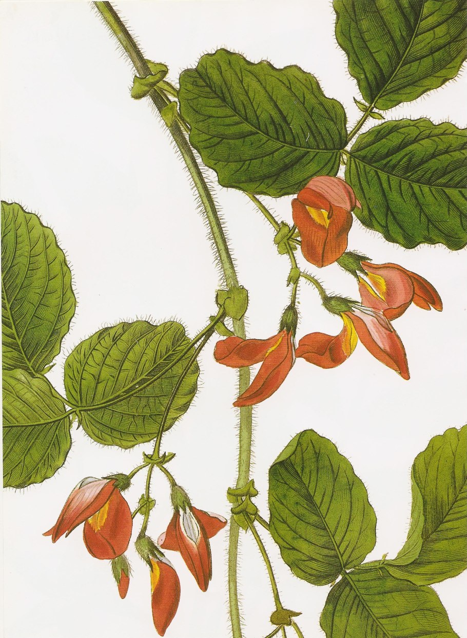Kennedia beckxiana