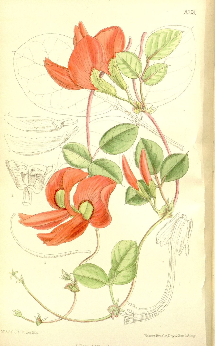 Glycine Max Ботаническая иллюстрация