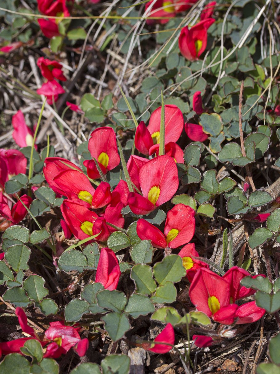 Kennedia nigricans
