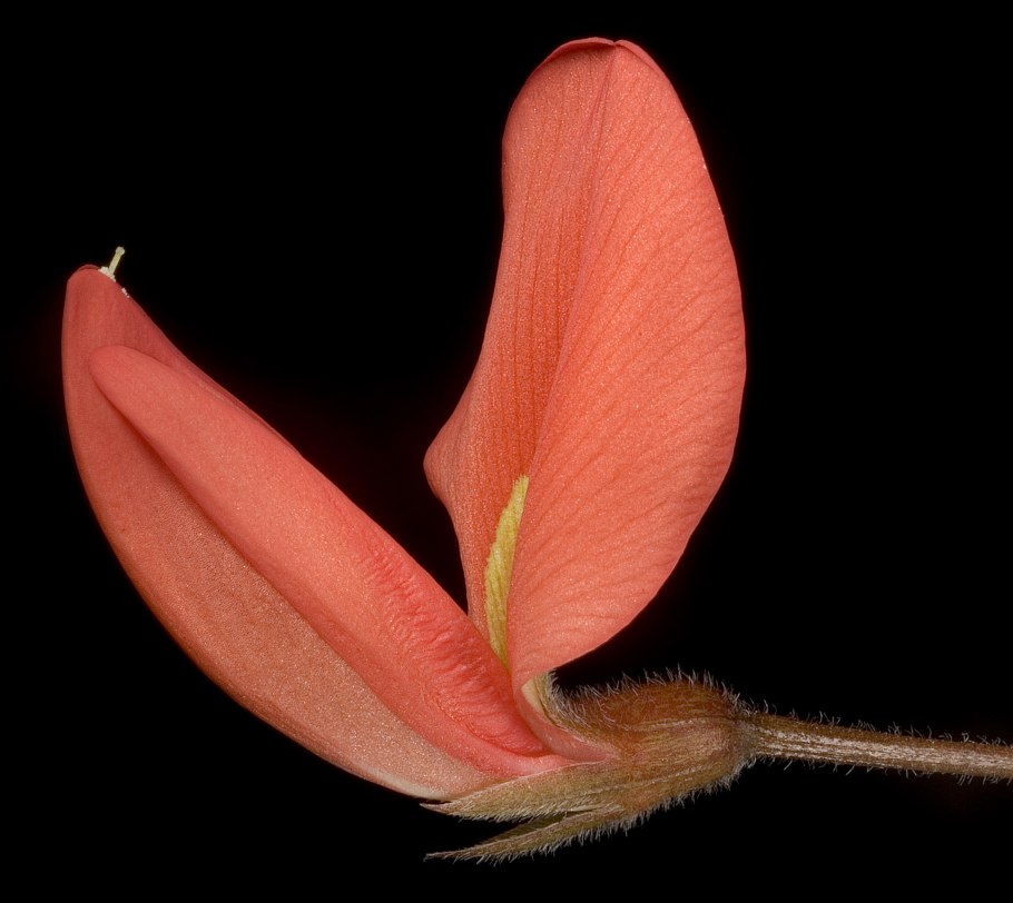Kennedia beckxiana