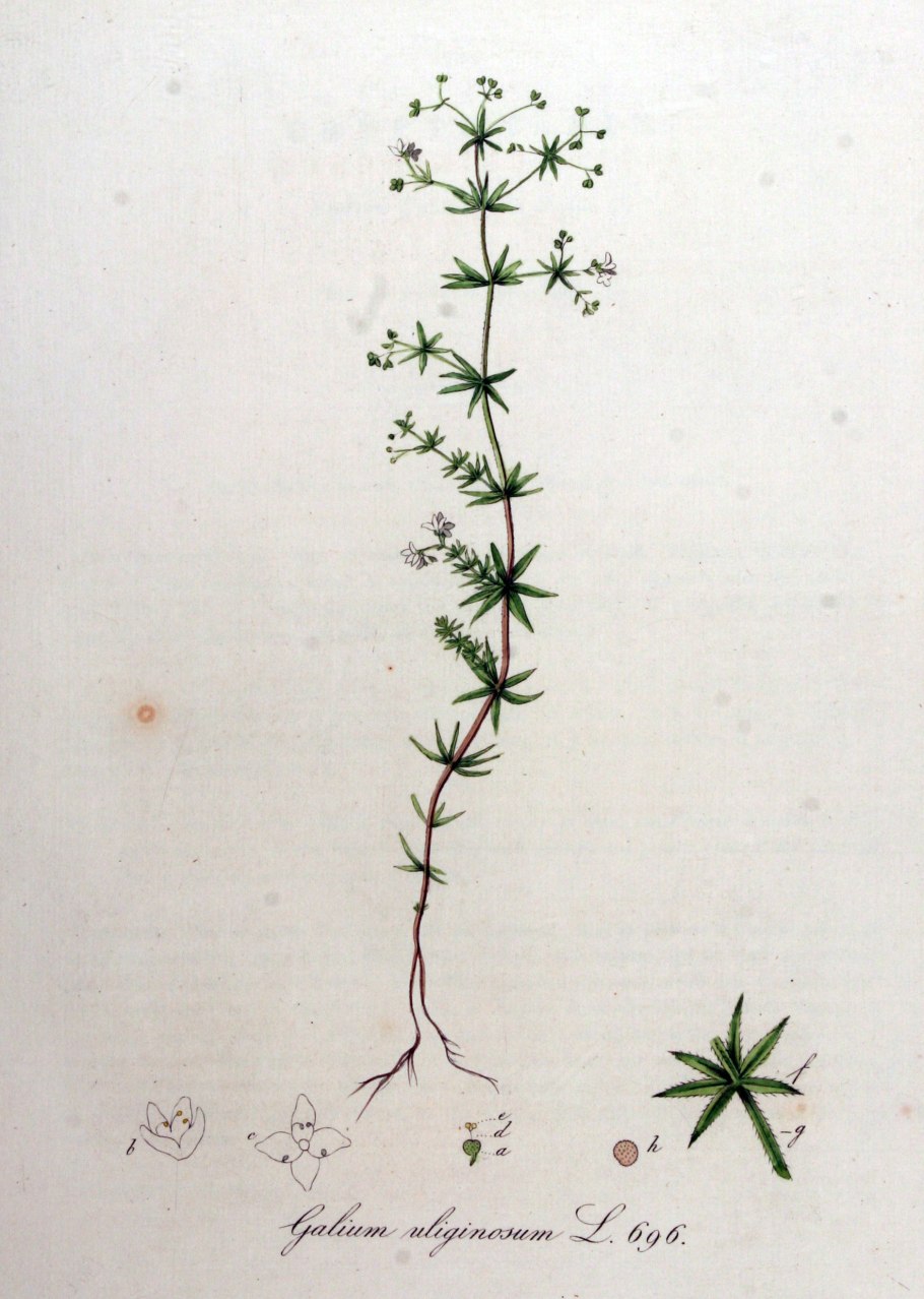 Galium uliginosum
