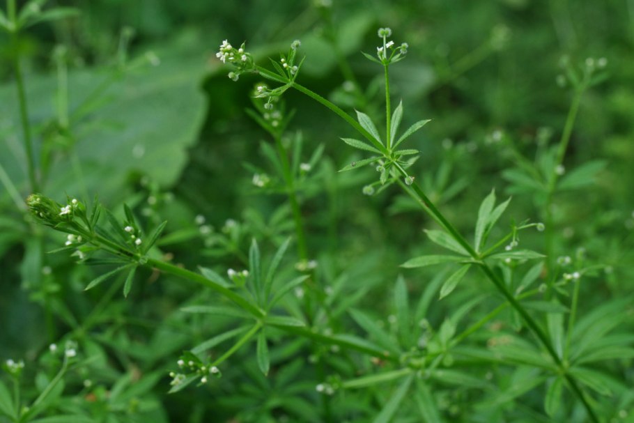 Galium calcareum