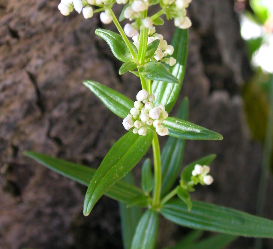 Подмаренник герцинский