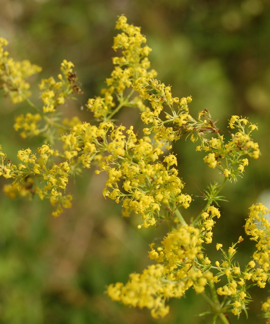 Galium aparine подмаренник цепкий