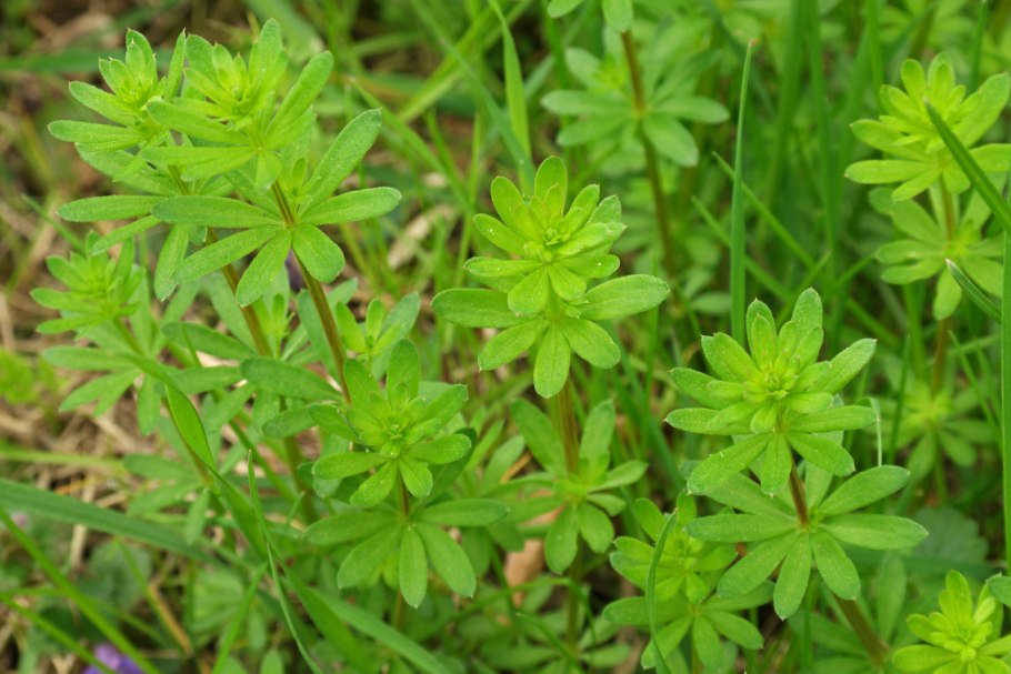 Подмаренник весенний