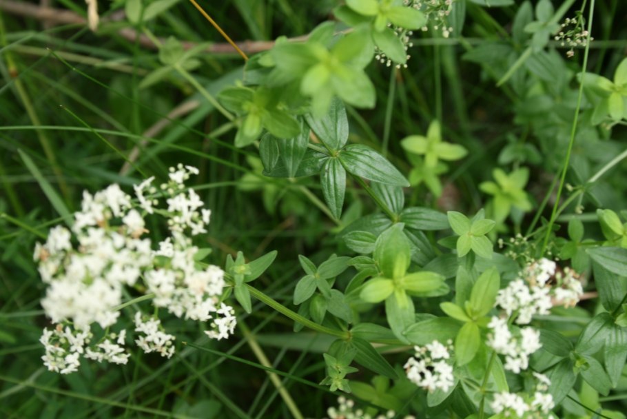 Galium uliginosum